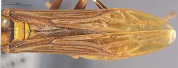 Media type: image;   Entomology 36003 Aspect: Wing front